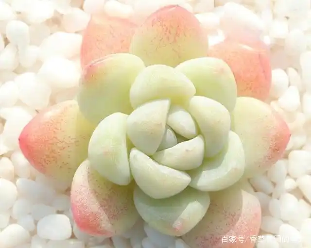 4种白色系多肉,春天这么养,冰清玉洁,美丽出尘