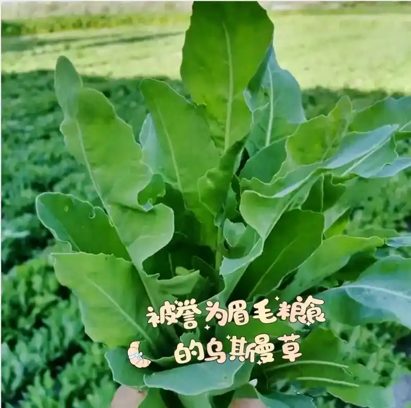 新疆乌斯曼草眉毛营养液眉毛精华液浓眉液.