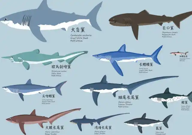 冲上热搜网红否认用大白鲨做美食到底吃的是哪种鲨鱼是保护动物吗