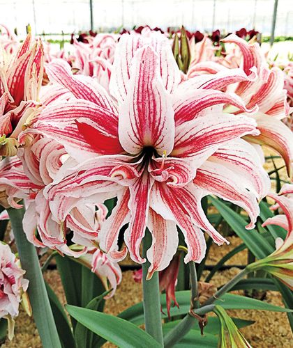 现货 多福莱特 /比翼  荷兰进口重瓣朱顶红种球  荷兰花园艺