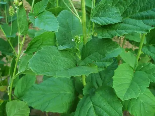 补骨脂泡酒对治疗白癜风有没有用