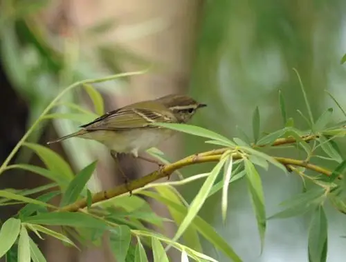 邓州拍到新鸟柳串儿