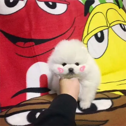 小体俊介博美女神萌宠.球形哈多利绝对萌翻你