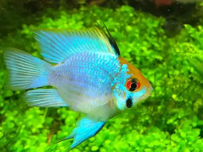 蓝凤凰帮忙辨别公母