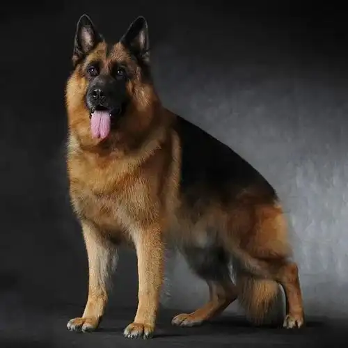 德国牧羊犬纯种幼犬赛系双血统活体狗短毛德国牧羊犬幼崽黑背弓背