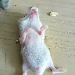 仓鼠装死的原因以及应对方法