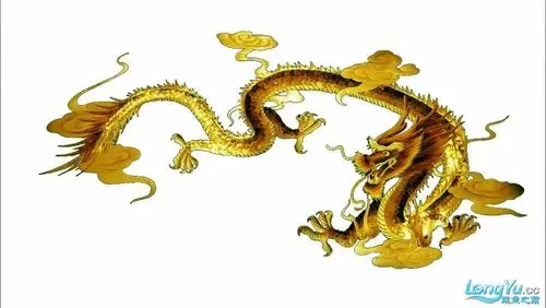 代做鱼缸背景,更多新图~~~~~~ - 龙鱼玩家 - 龙鱼之巅