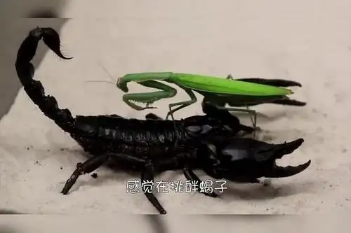 蝎子和水蛭狭路相逢谁能更胜一筹结局让人意想不到