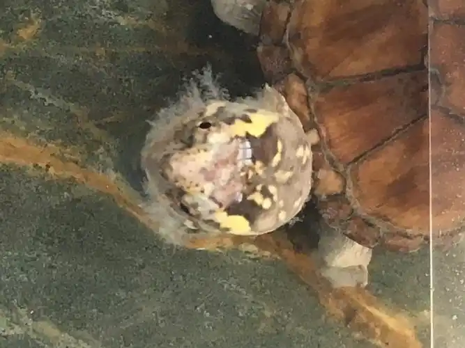 求助,这是脱皮还是得了水霉,如果是水霉怎么治?- 养龟问答_龟友天下