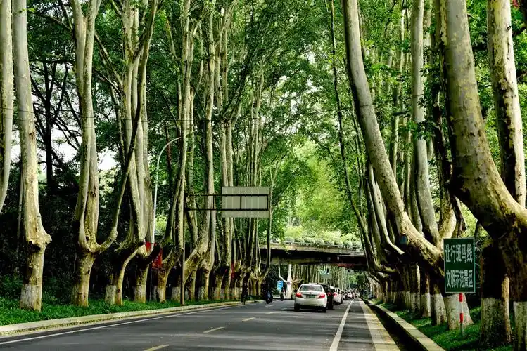 南京盛夏的行道树随拍