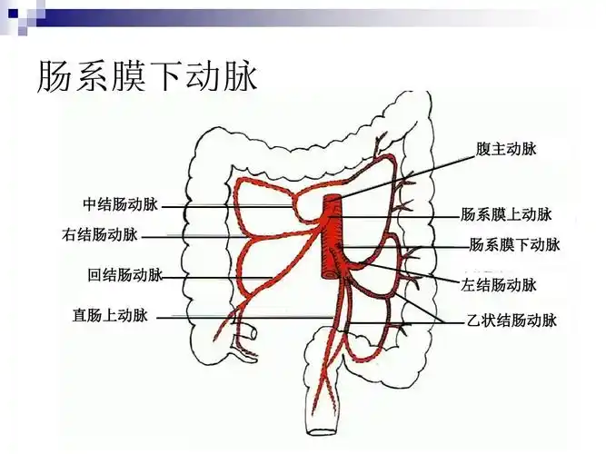 腹部血管解剖(静脉 动脉)
