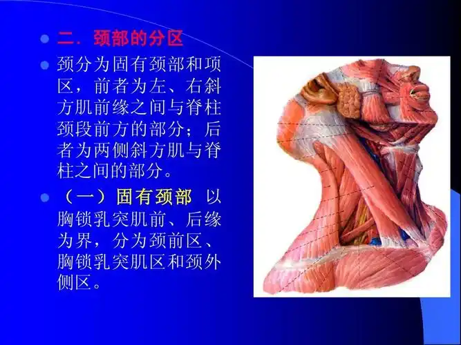 免费文档 所有分类 高等教育 医学 第十三单元 颈浅层,颈ppt