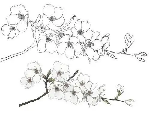 cn 樱花细部线稿素材png - 优动漫 动漫创作支援平台 1 udongman.