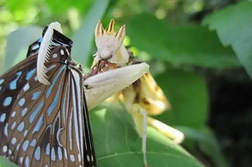 兰花螳螂捕食蝴蝶.