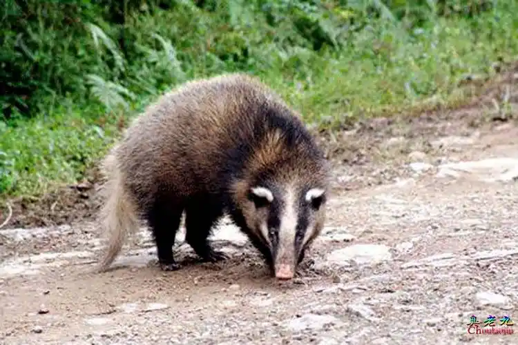 今天早晨同学们在校园里逮住了一位不速之客