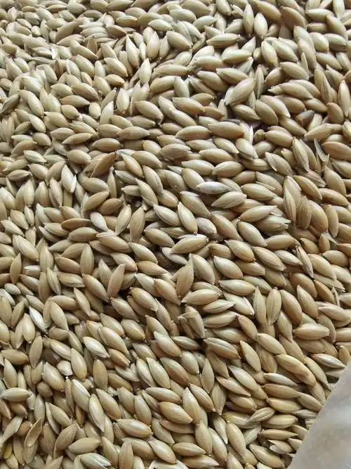 鸟粮金丝雀籽加那利草籽加纳利子白尖