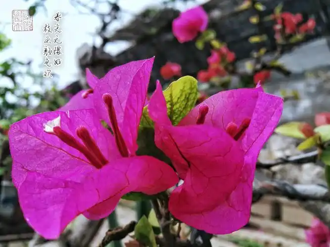 春日青唐城不似江南般温柔,高原的西风时不时刮着,空