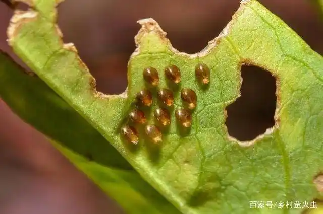 我就说网友拍到的金黄色类卵小粒状物是缘蝽卵,不信可以听我解释_虫卵