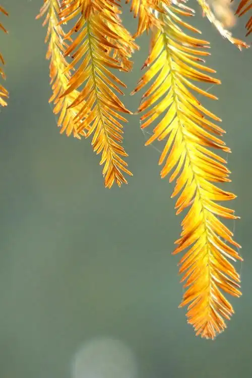 总有黄叶伴北风之——杉树叶