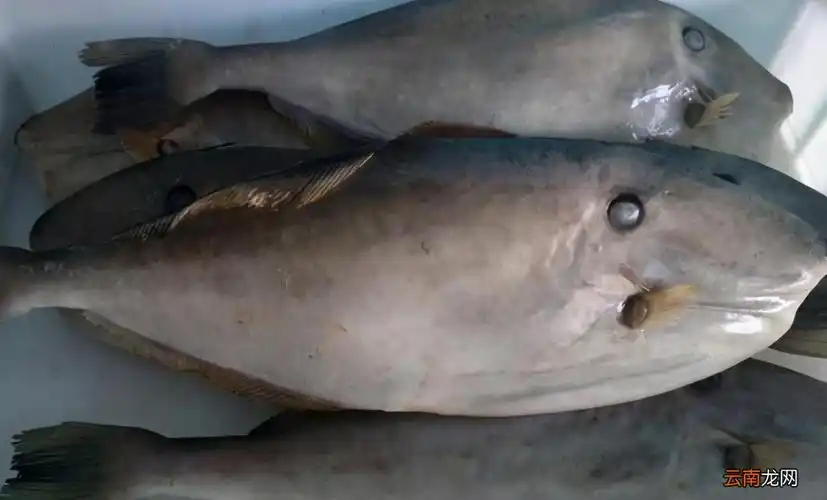 耗儿鱼又叫什么名字?是海鱼还是淡水鱼?