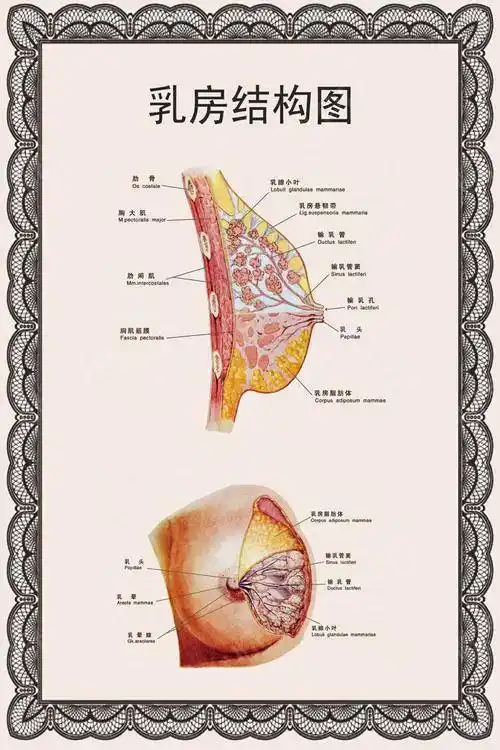 一下女性乳房疼痛问题有哪些现象呢?怎么破?-宛西生活网