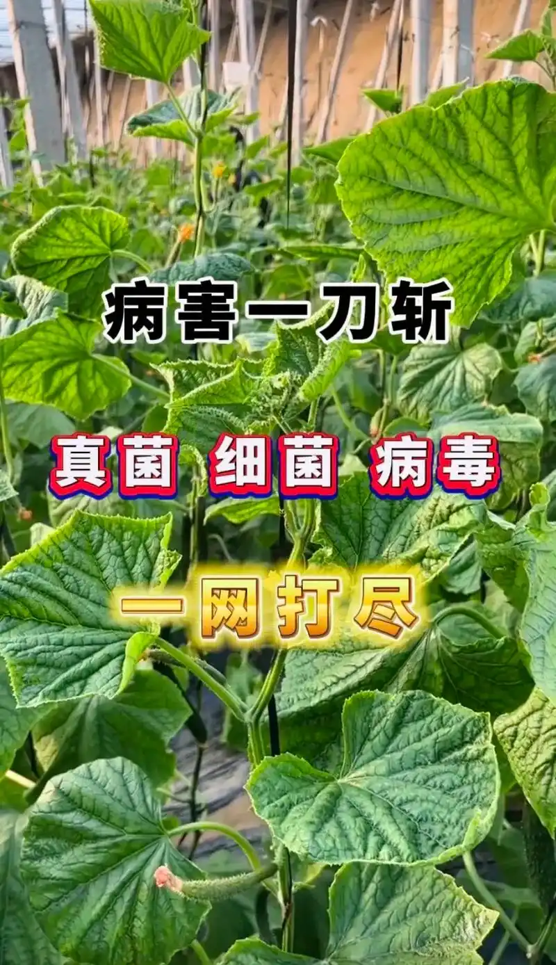 病害一刀斩真菌 细菌 病毒一网打尽.下雨过后,高温高湿,病害 - 抖音