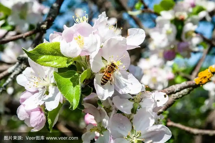 一个蜜蜂授粉苹果树花的特写视图