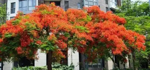 盆景凤凰木不开花别急,多半是忽略了它的性格,配合的好花开的红