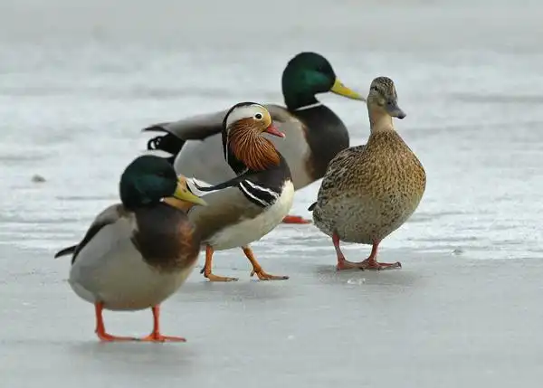 奥体森林公园飞来了一只公鸳鸯看上了母鸭子狂追不已