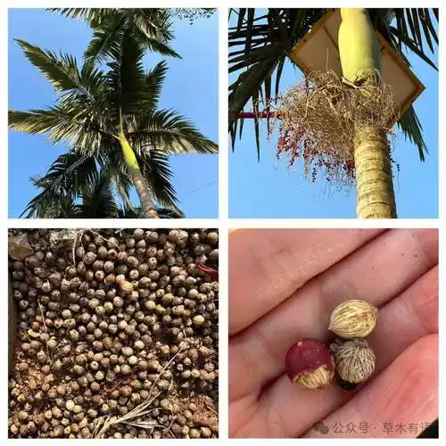 勐海曼短佛寺和假槟榔_种子_寺院_植物园