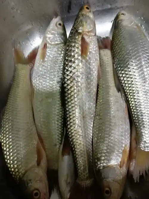 今天下午狂风暴雨,不过收获算可以,中条野生鲚. - 钓鱼之家