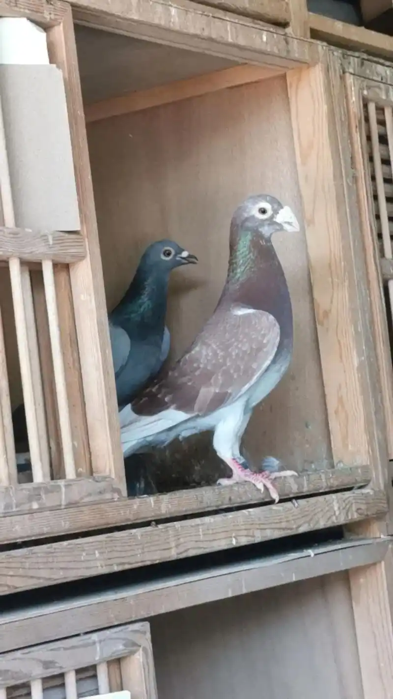 枭鹰系西翁鸽羽色配对蜜法.1900年的西翁鸽系,以缀黑斑红轮 - 抖音