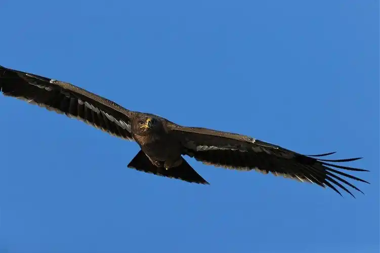 【有图】大鹏展翅(大猛4张)-蜂鸟网