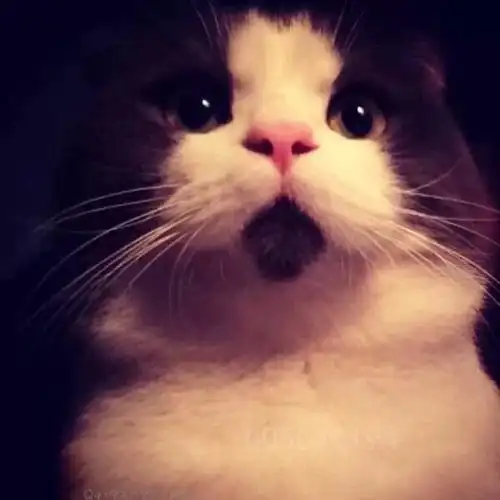 治愈系 :这只喵名叫斑爷,由于嘴巴附近的胎记 看上去永远是一幅吃惊的