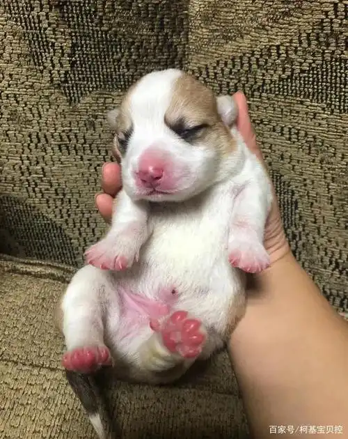 刚出生的小奶基长什么样,心都被萌化了