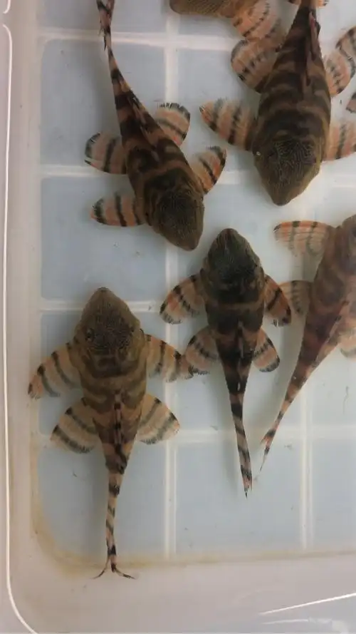 出真品397红老虎大压成鱼