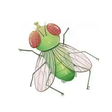 一只小苍蝇png图片素材