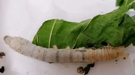 蚕宝宝蜕皮全过程