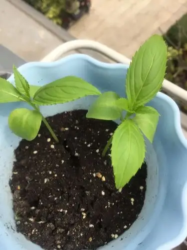 其它 廖子涵的凤仙花成长记(上篇) 写美篇2019年3月1日我的凤仙花发芽