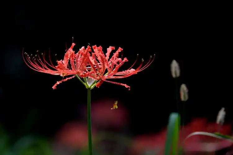 石蒜花图片 石蒜图片 石蒜植物图片[12/28]_图片大全_美桌网