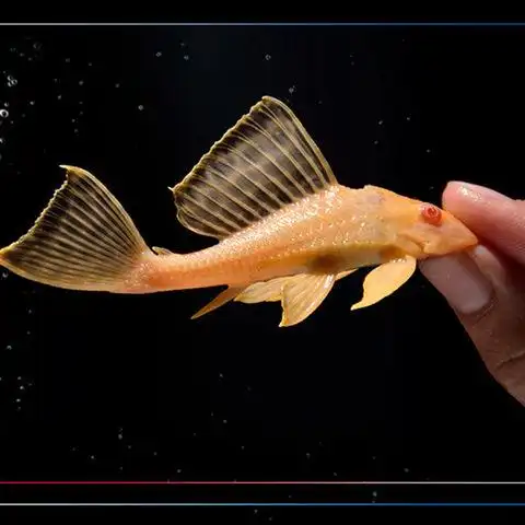 梅州龙氏渔场 女王清道夫 女王大帆红眼女皇 清洁工鱼 异型鱼