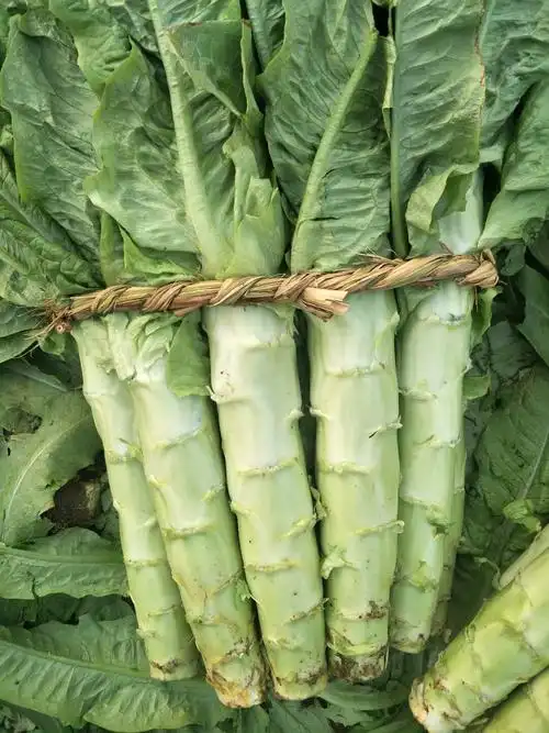 5cm 商品详情 本地莴苣大量上市,质量好, 可以提供:产地代办,协助找车