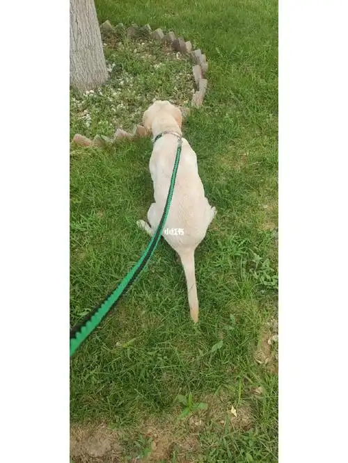 我家宠物好可爱  #拉布拉多幼犬  #拉布拉多日常