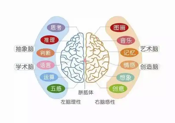 大脑的功能分区,除了负责意识的上层和负责潜意识的下层(及每一层又