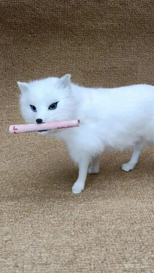 然后白狐突然一下从床上跳到窗台上,钻出窗户,消失不见了.