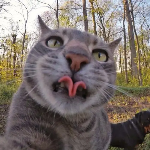 的当然也是我的"的猫逻辑,manny迷上了这台词相机,贴在镜头前疯狂自拍