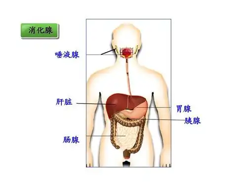 食物的消化(北师大版七年级下册)(1) 消化腺 唾液腺 肝脏 胃腺 胰腺