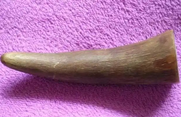 犀牛角存世量稀少,药用价值极高,因而具有极高的经济价值,目前每克在