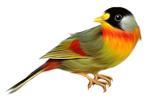 小鸟素材 - ※- 娱乐贴图 - 三毛钱 - powered by discuz!