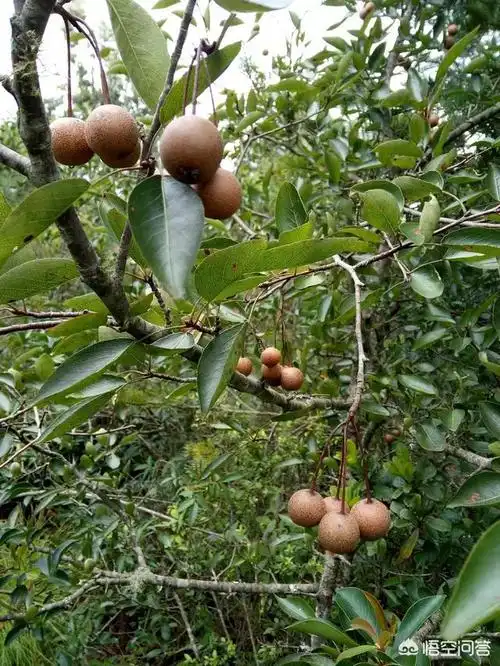 农村山野常见的糖梨有什么用途网友满满的回忆